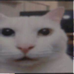 Meet your Posher, Amelie